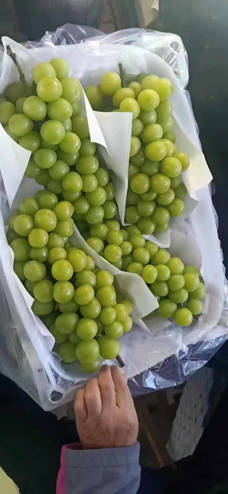 阳光玫瑰葡萄串行紧凑果面光滑口感**甜颗粒饱满12克以上