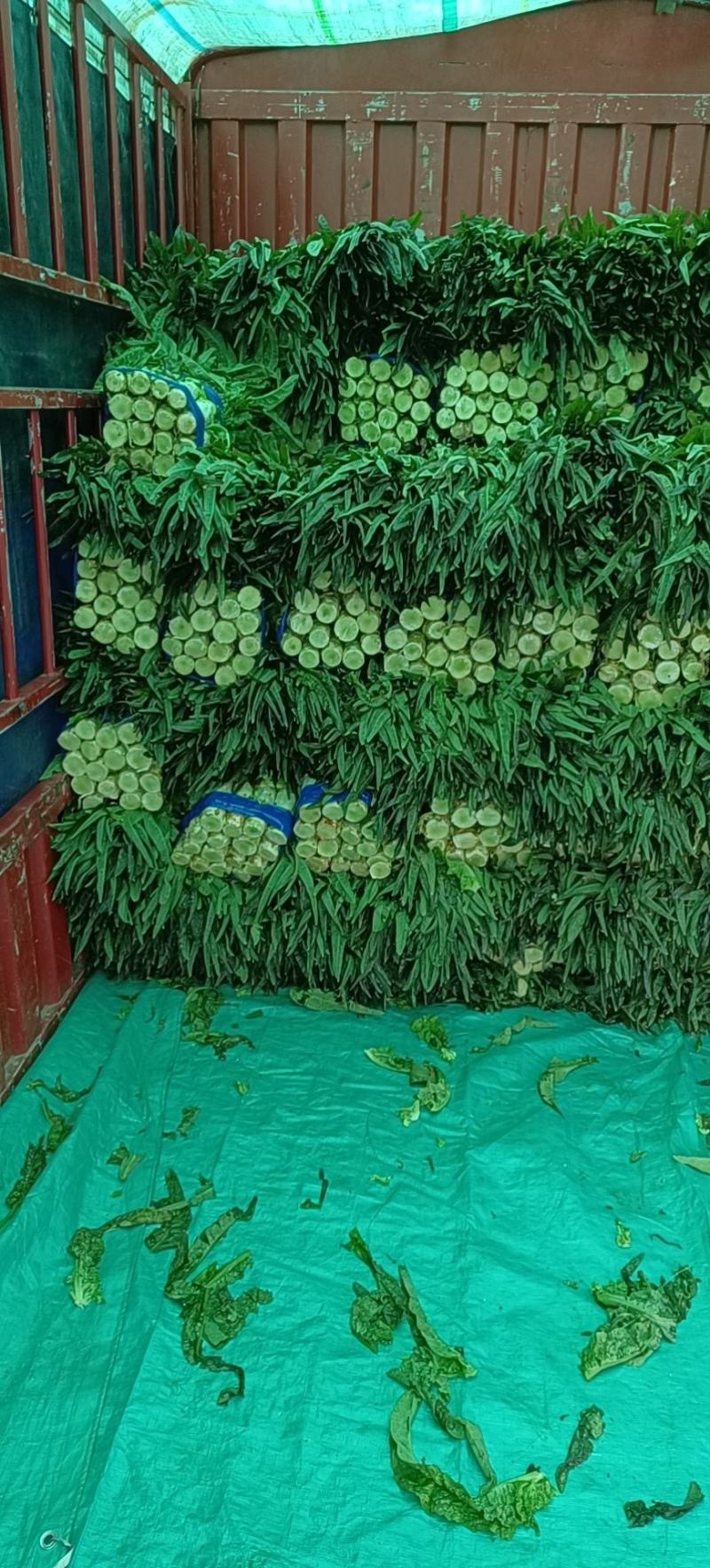 【推荐】精品红叶莴苣产地一手货源诚信合作量大优惠
