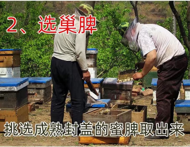 蜂蜜天然土蜂蜜百花蜜槐花蜜源头厂家深山蜂巢蜜大量有货