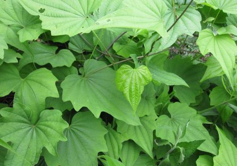 优质药材野生穿山龙种子穿地龙串山龙种子药材种子