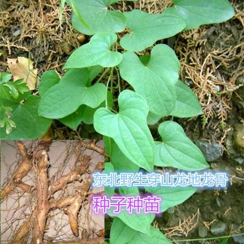 优质药材野生穿山龙种子穿地龙串山龙种子药材种子