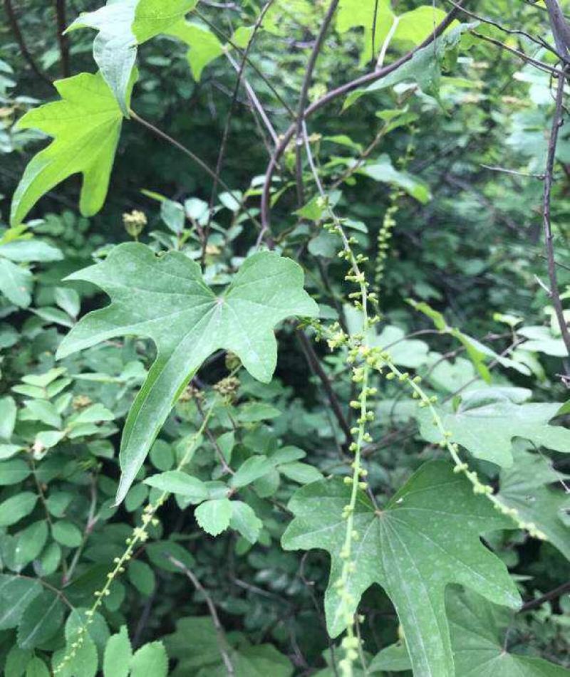 优质药材野生穿山龙种子穿地龙串山龙种子药材种子