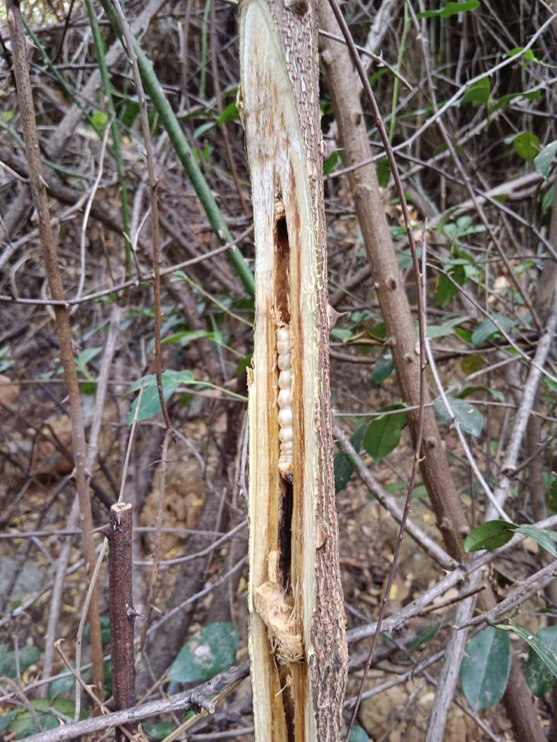 斗米虫原树枝虎刺狼虫云实树蛀虫