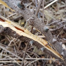 斗米虫原树枝虎刺狼虫云实树蛀虫