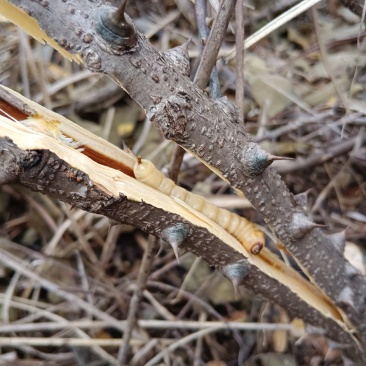 斗米虫原树枝虎刺狼虫云实树蛀虫