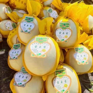 海南精品白玉菇甜瓜奶香密香甜可口产地直发大量出货中