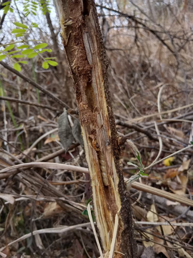 斗米虫原树枝虎刺狼虫云实树蛀虫