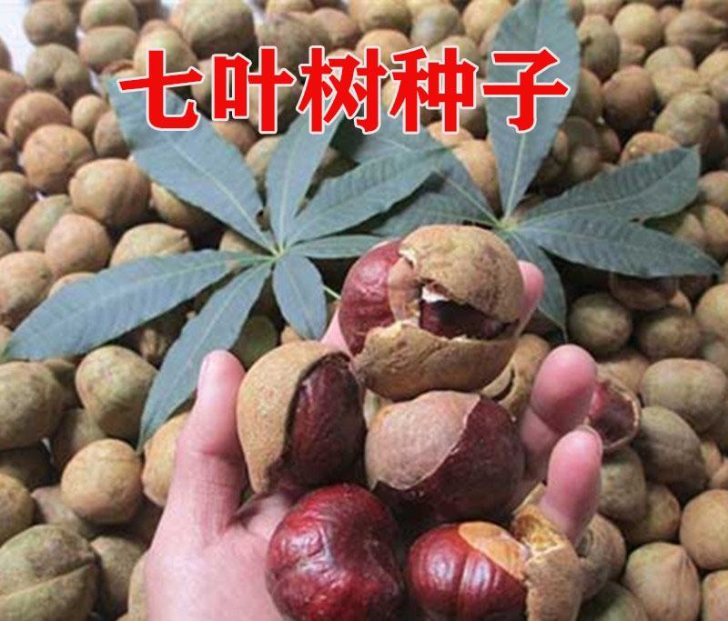 绿化用七叶树种籽新采七叶树种子梭椤树种子园林乔木