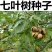 绿化用七叶树种籽新采七叶树种子梭椤树种子园林乔木