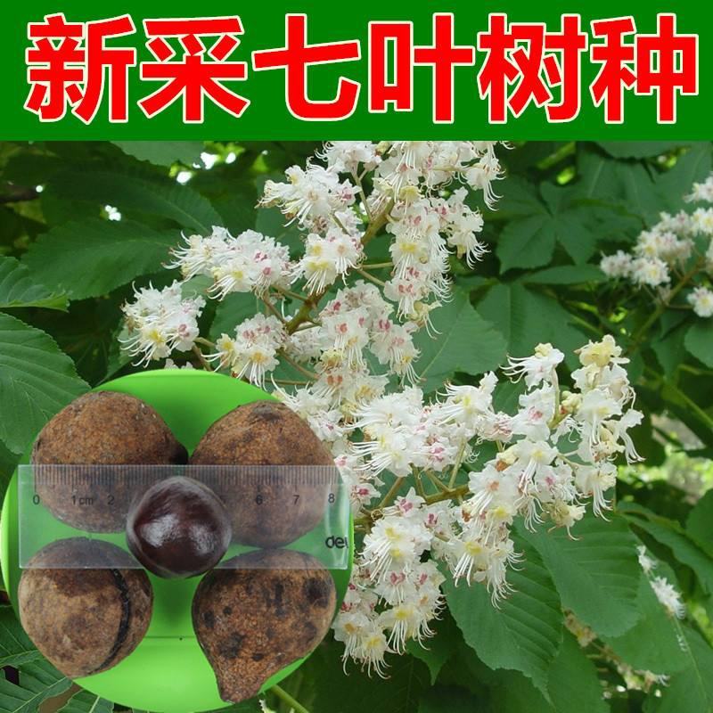 绿化用七叶树种籽新采七叶树种子梭椤树种子园林乔木