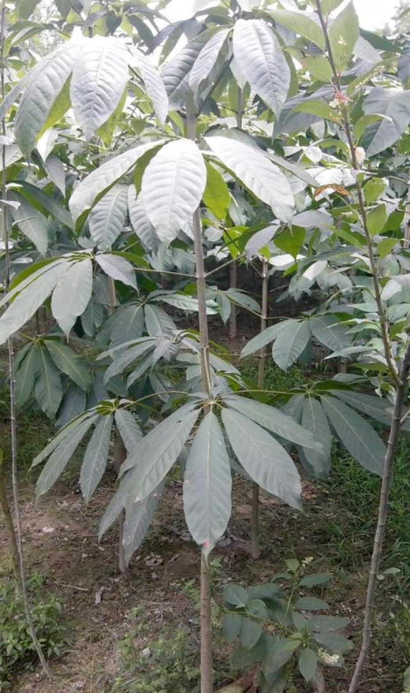 绿化用七叶树种籽新采七叶树种子梭椤树种子园林乔木