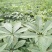 绿化用七叶树种籽新采七叶树种子梭椤树种子园林乔木