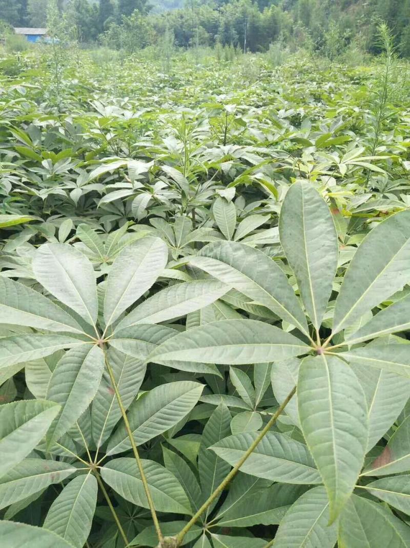 绿化用七叶树种籽新采七叶树种子梭椤树种子园林乔木