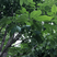 绿化用七叶树种籽新采七叶树种子梭椤树种子园林乔木