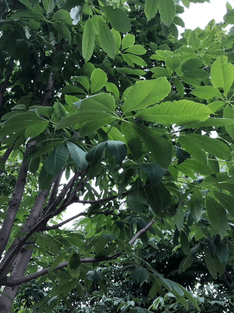 绿化用七叶树种籽新采七叶树种子梭椤树种子园林乔木