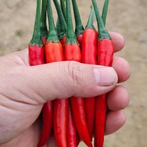 西双版纳傣族自治州，有朝天椒，3号线椒，茄子，豇豆
