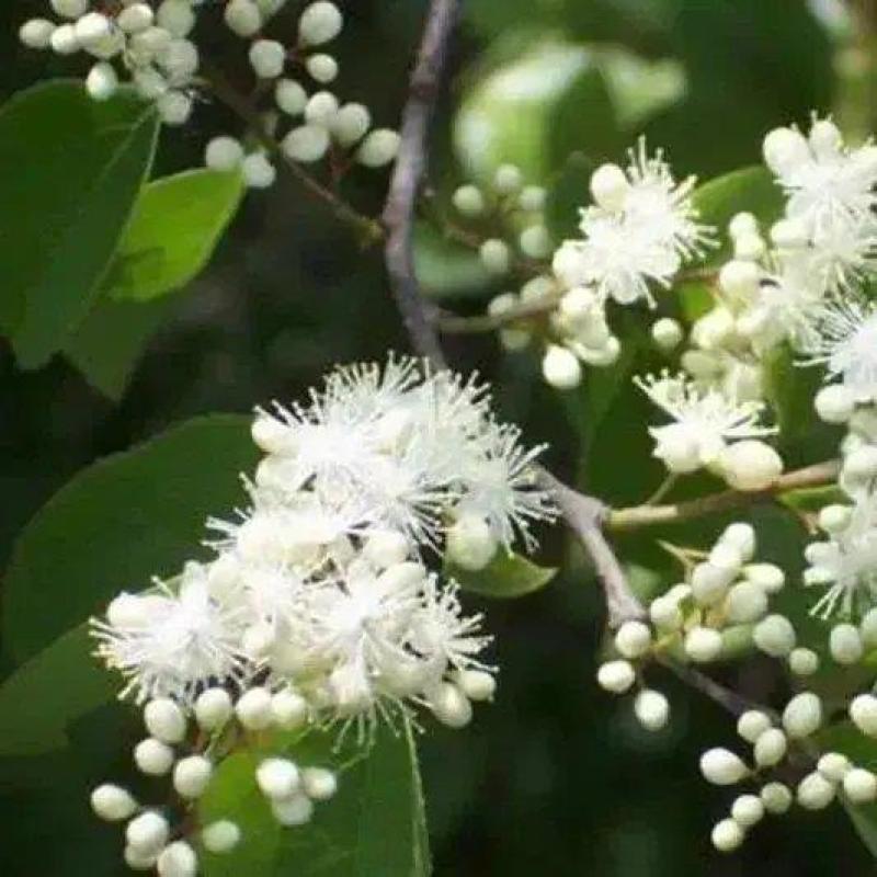 白檀种子檀香树种籽木质含香优质木材国产多年生散装四季