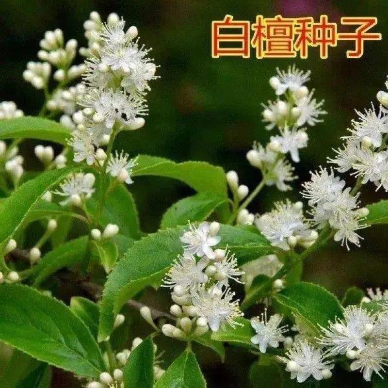 白檀种子檀香树种籽木质含香优质木材国产多年生散装四季