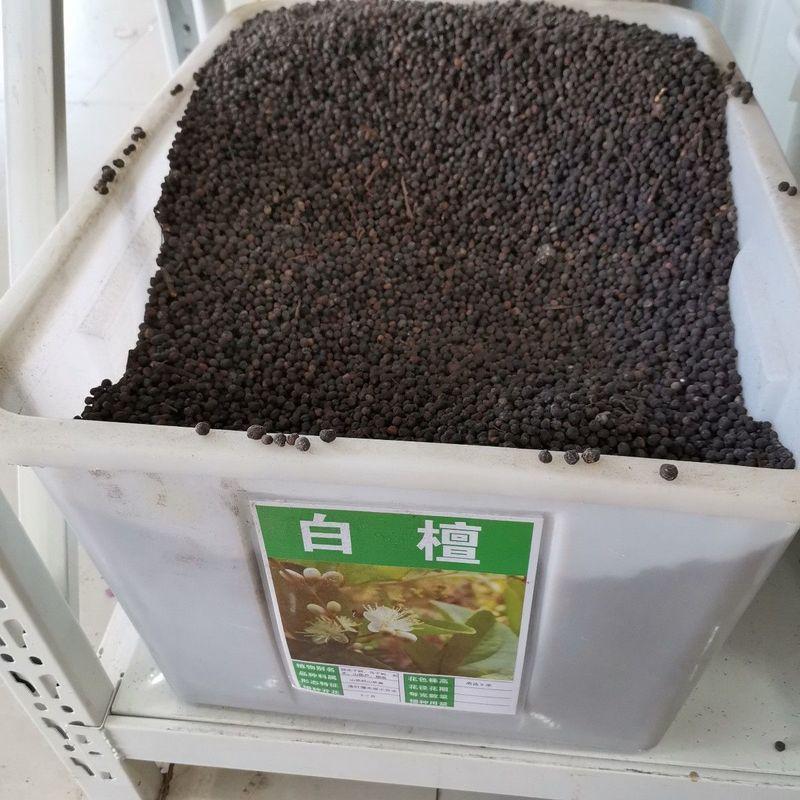 白檀种子檀香树种籽木质含香优质木材国产多年生散装四季