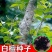 白檀种子檀香树种籽木质含香优质木材国产多年生散装四季