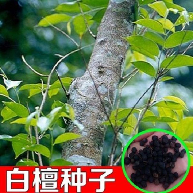白檀种子檀香树种籽木质含香优质木材国产多年生散装四季