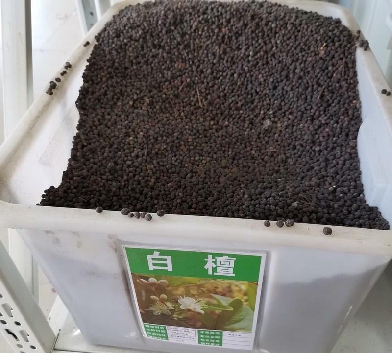 白檀种子檀香树种籽木质含香优质木材国产多年生散装四季