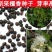 白檀种子檀香树种籽木质含香优质木材国产多年生散装四季