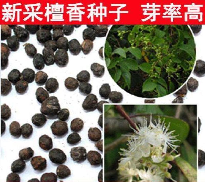 白檀种子檀香树种籽木质含香优质木材国产多年生散装四季
