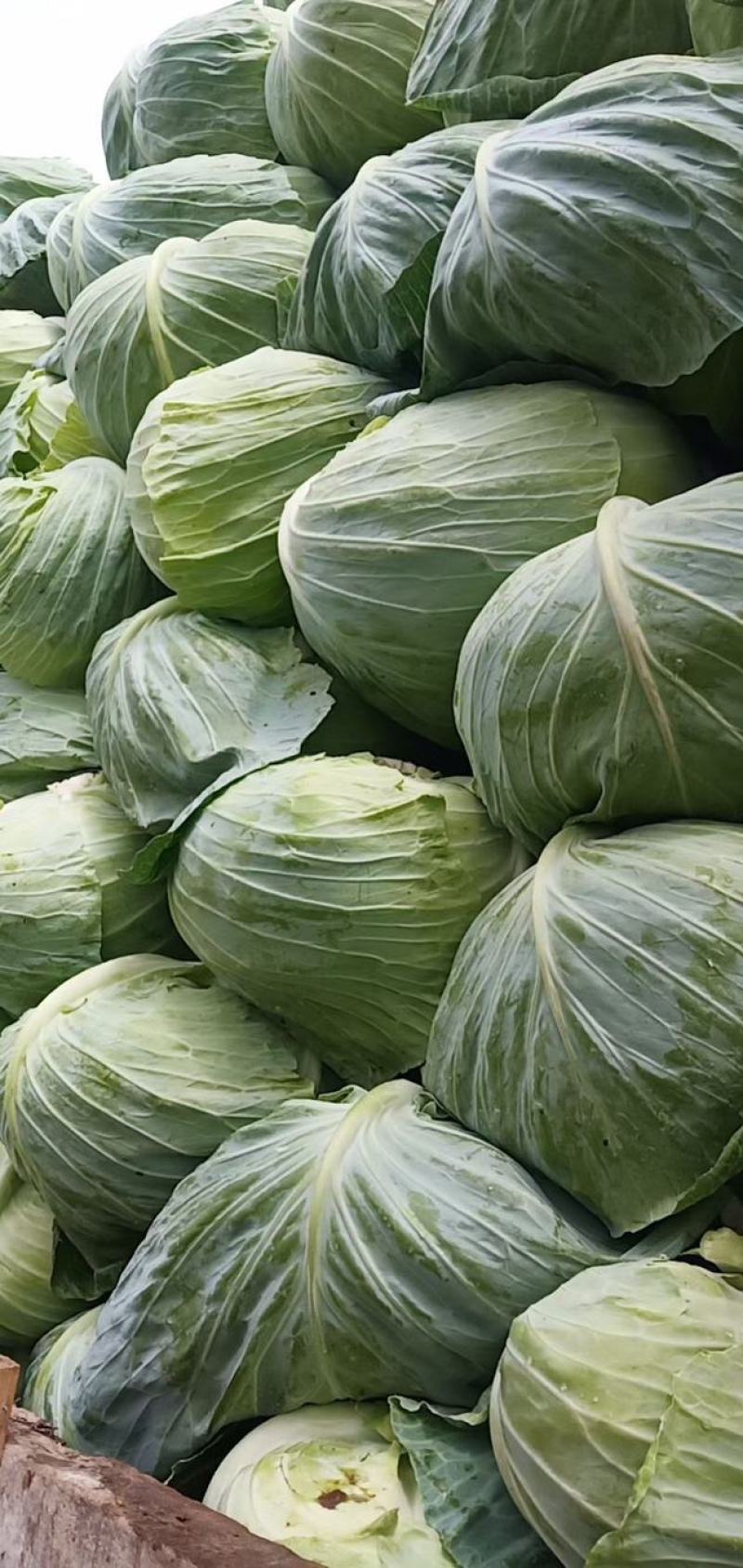 四川精品包菜，圆包菜，产地直供，一手货源，欢迎来电咨询