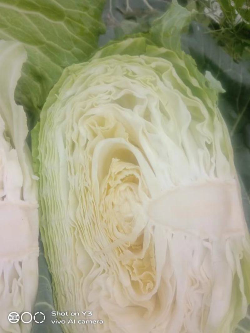 四川精品包菜，圆包菜，产地直供，一手货源，欢迎来电咨询