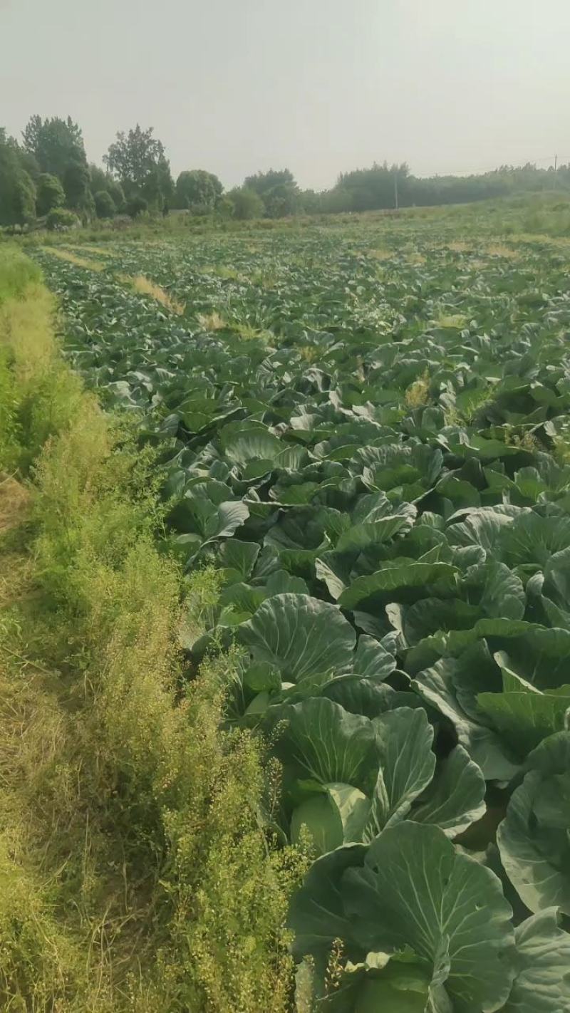 四川精品包菜，圆包菜，产地直供，一手货源，欢迎来电咨询