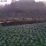 四川包菜，莲花白，基地直供，大量上市，品质保证，欢迎选购