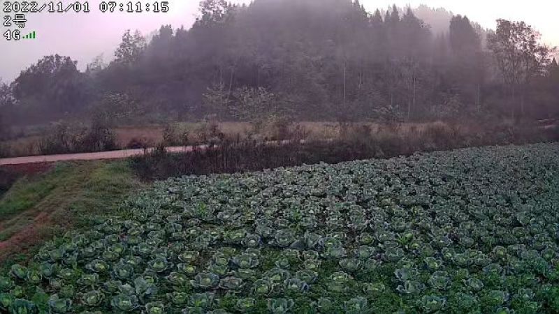 四川包菜，莲花白，基地直供，大量上市，品质保证，欢迎选购