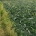 四川包菜，莲花白，基地直供，大量上市，品质保证，欢迎选购
