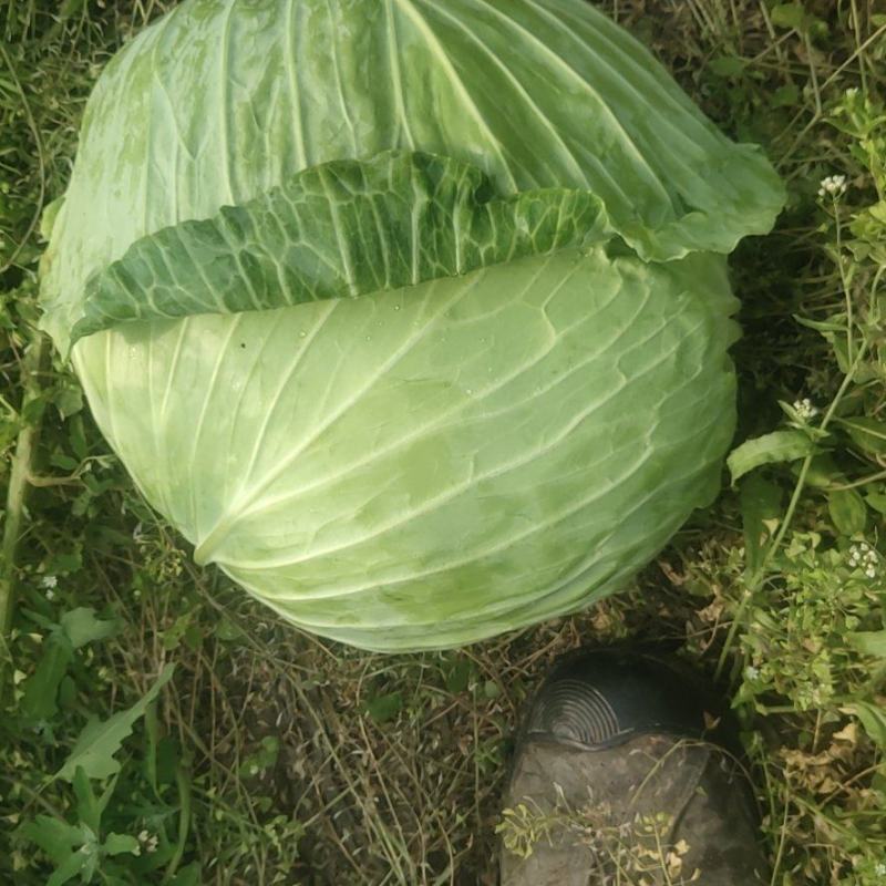 四川包菜，莲花白，基地直供，大量上市，品质保证，欢迎选购
