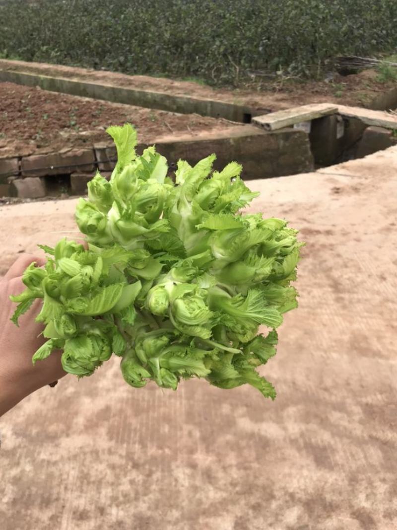 四川精品儿菜，基地直发，量大从优，质量保证，欢迎选购