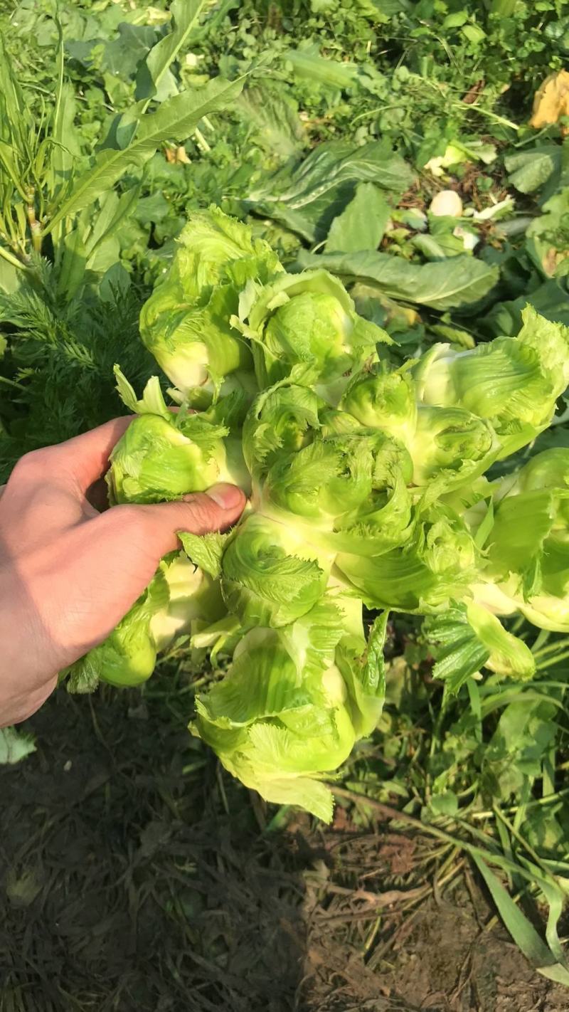 四川精品儿菜，基地直发，量大从优，质量保证，欢迎选购