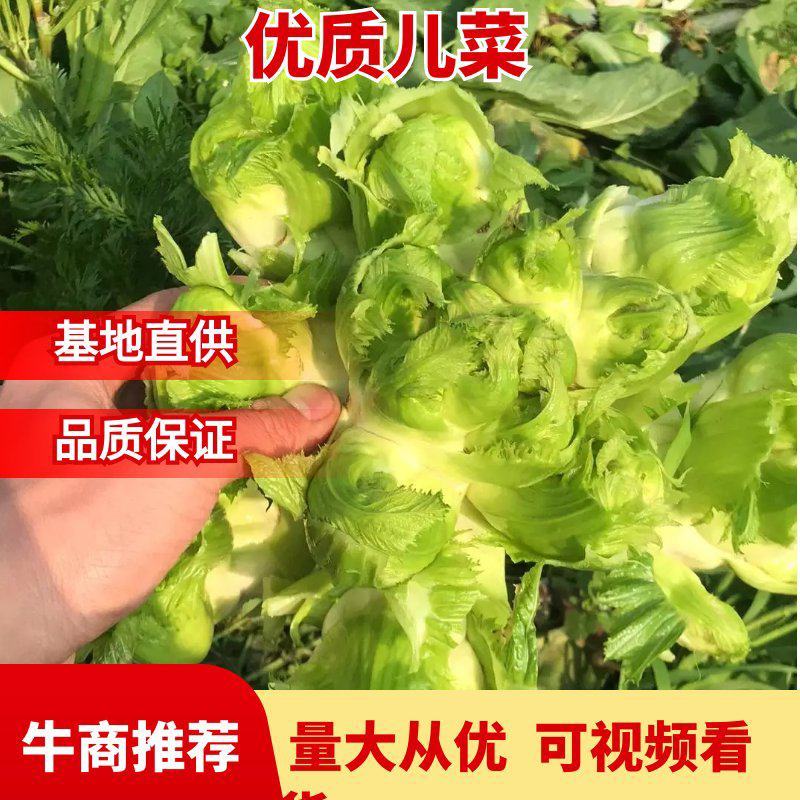 四川精品儿菜，基地直发，量大从优，质量保证，欢迎选购