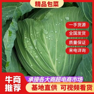 四川精品包菜，圆包菜，产地直供，一手货源，欢迎来电咨询