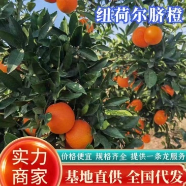 纽荷尔/橙香味浓/承接各大平台市场商超电商岀口