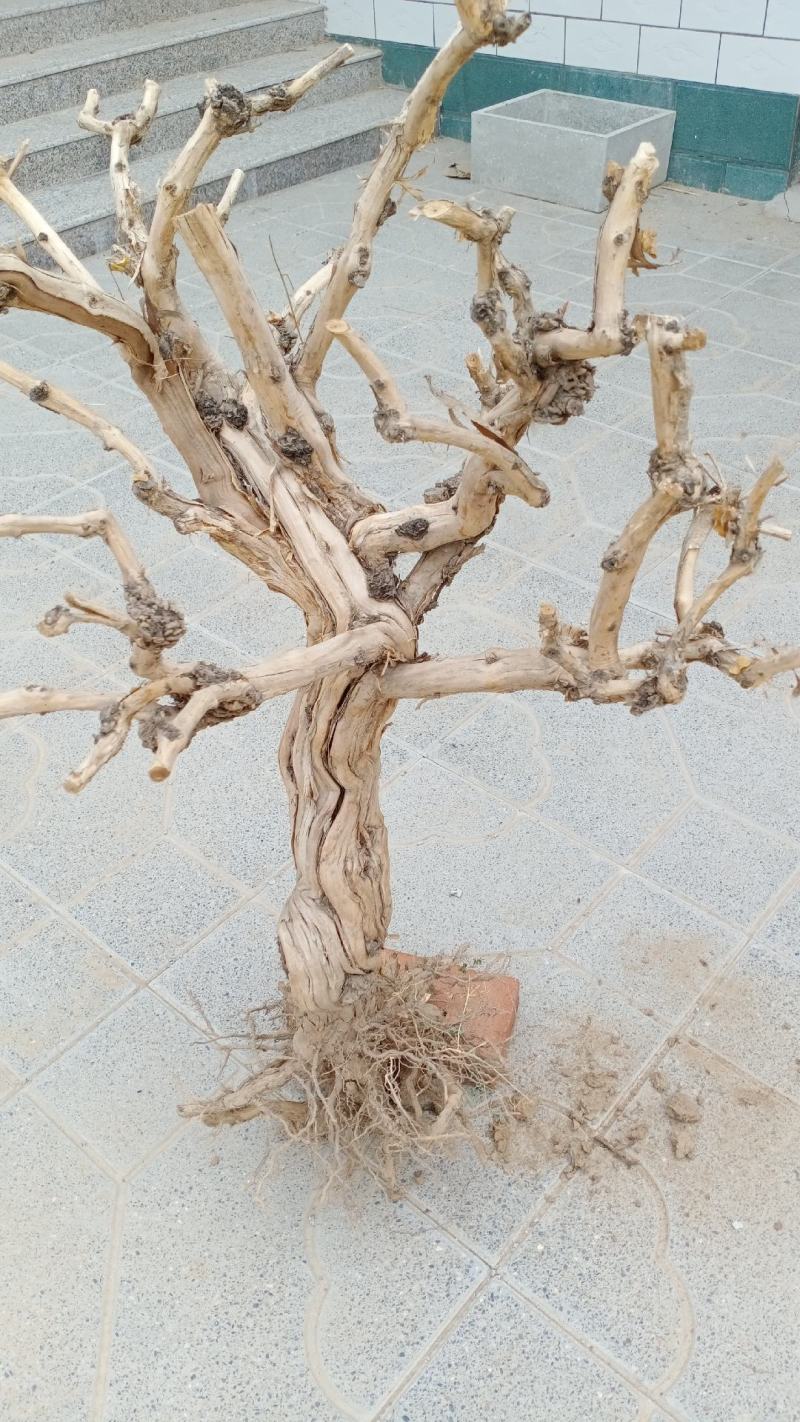 金银花盆景老桩，盆栽地栽都可以，适合阳台庭院