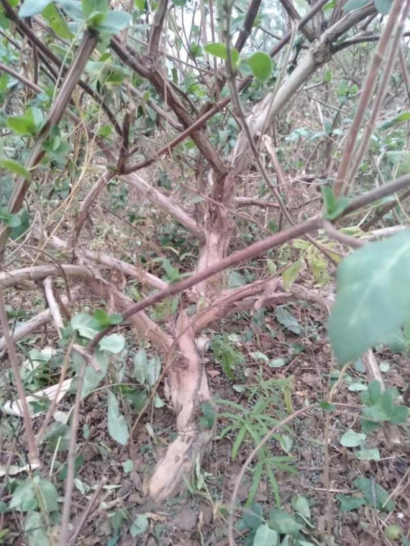 金银花盆景老桩，盆栽地栽都可以，适合阳台庭院