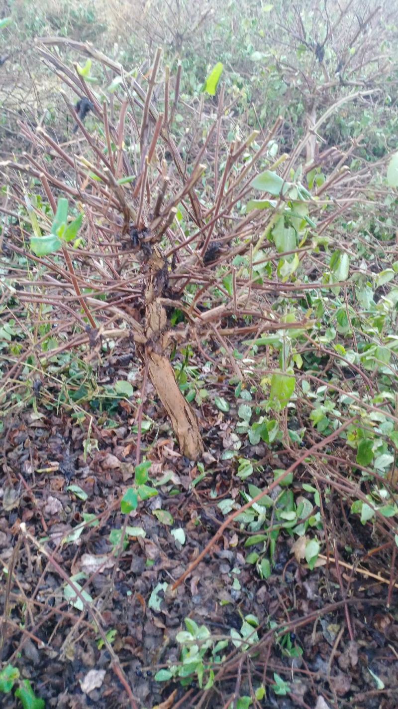 金银花盆景老桩，盆栽地栽都可以，适合阳台庭院