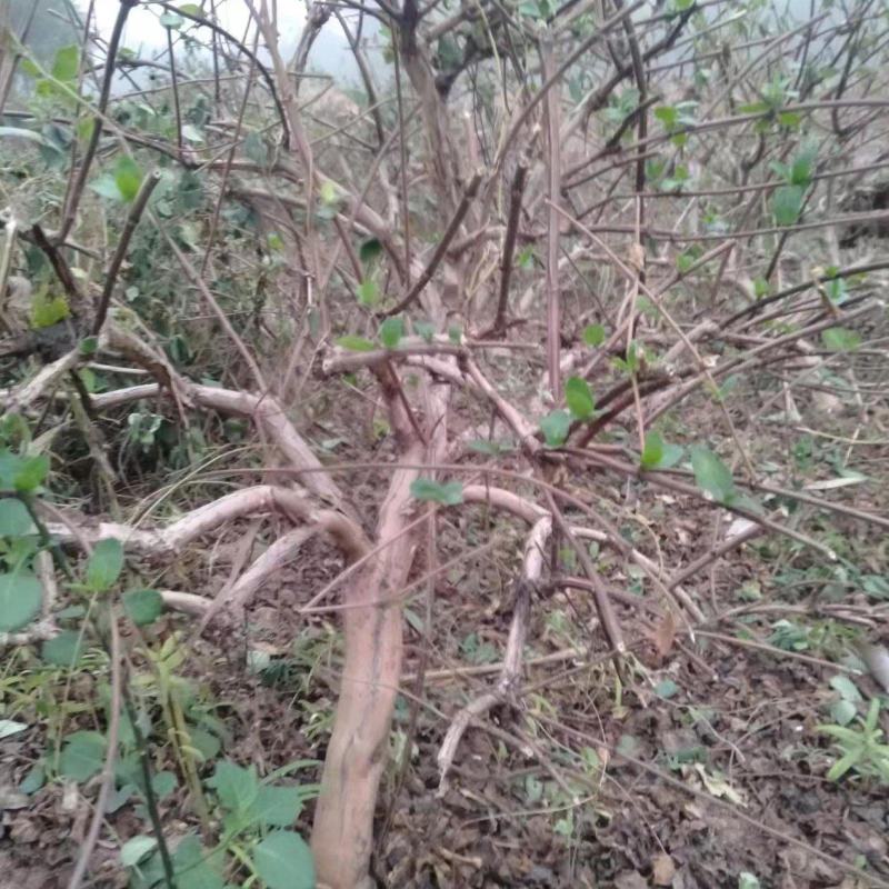 金银花盆景老桩，盆栽地栽都可以，适合阳台庭院