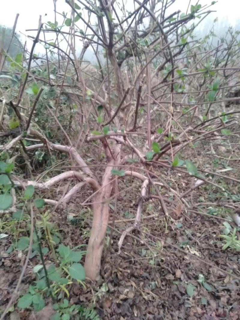 金银花盆景老桩，盆栽地栽都可以，产地直发