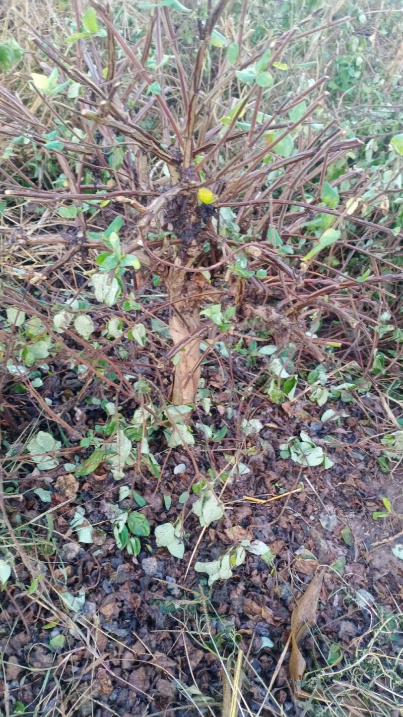 金银花盆景老桩，盆栽地栽都可以，产地直发