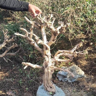 金银花盆景老桩，盆栽地栽都可以，产地直发