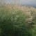 护坡牧草野芒草种子四季种南方北方种植野草植物易种草籽护坡