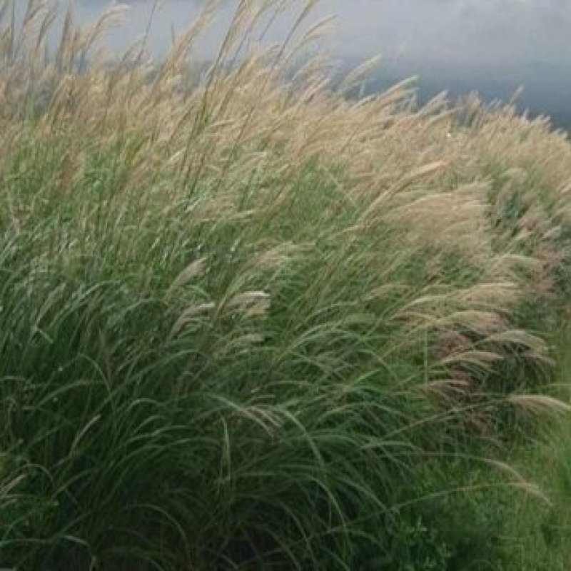 护坡牧草野芒草种子四季种南方北方种植野草植物易种草籽护坡
