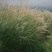 护坡牧草野芒草种子四季种南方北方种植野草植物易种草籽护坡